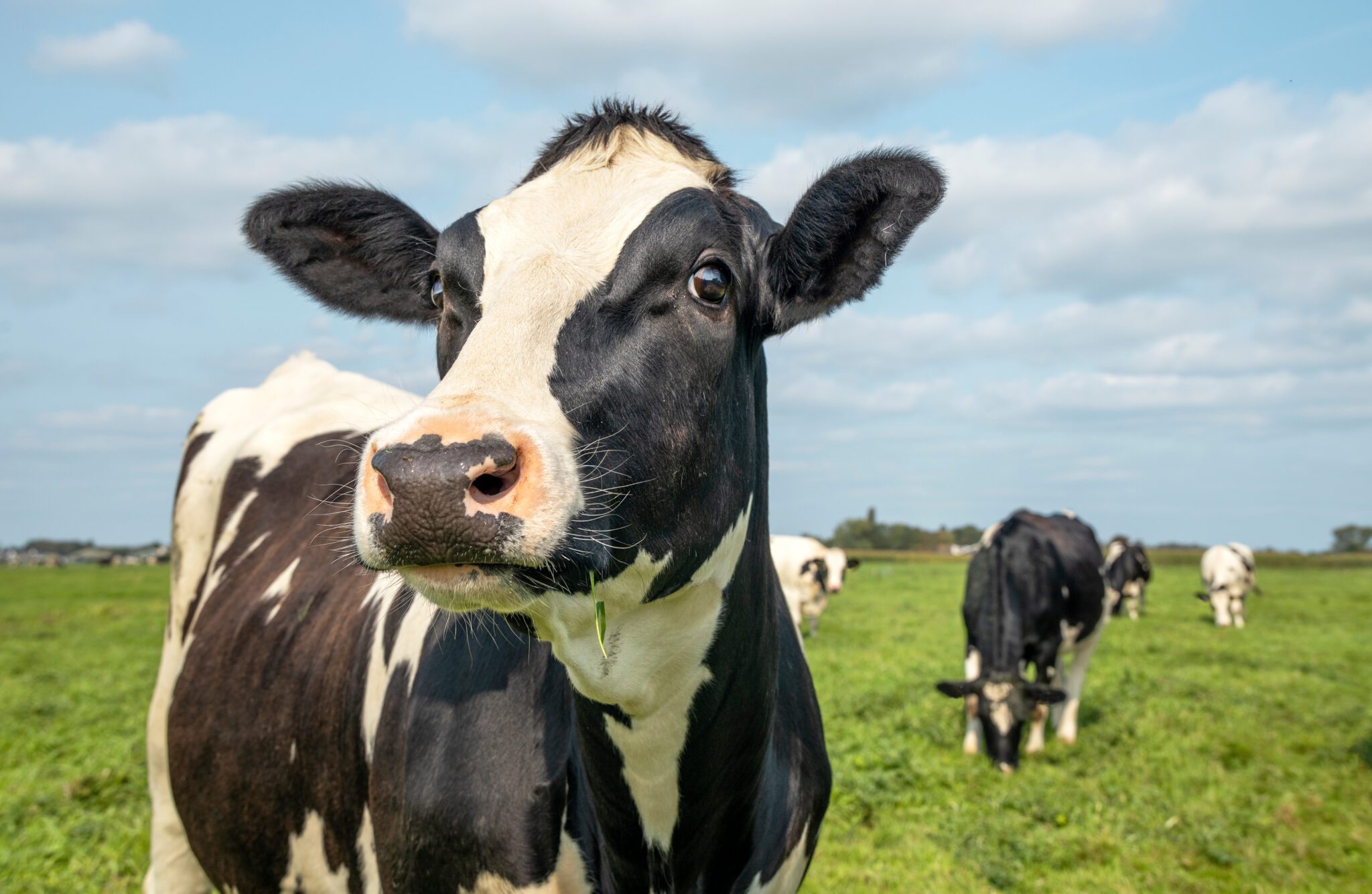 Mature,cow,,black,and,white,curious,gentle,surprised,look,,in Mature,cow,,black,and,white,curious,gentle,surprised,look,,in